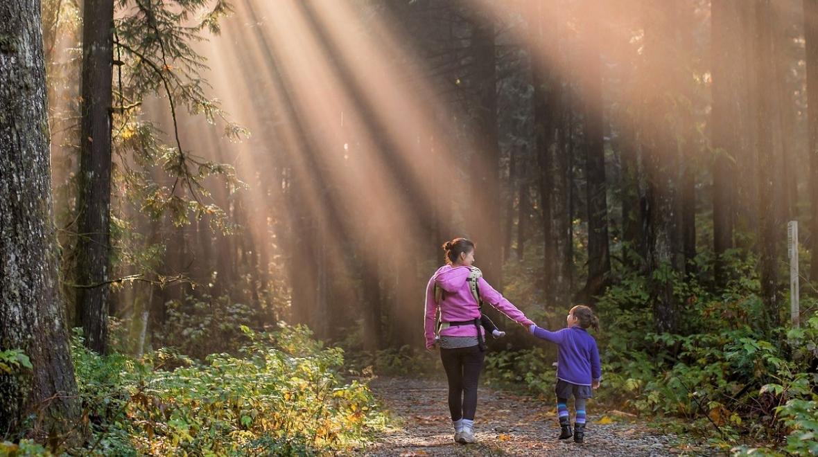 seattle forest